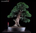 Bonsai di Ginepro Itoigawa cod. 0035